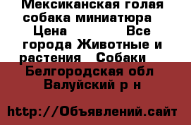Мексиканская голая собака миниатюра › Цена ­ 53 000 - Все города Животные и растения » Собаки   . Белгородская обл.,Валуйский р-н